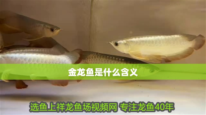 金龍魚是什么含義