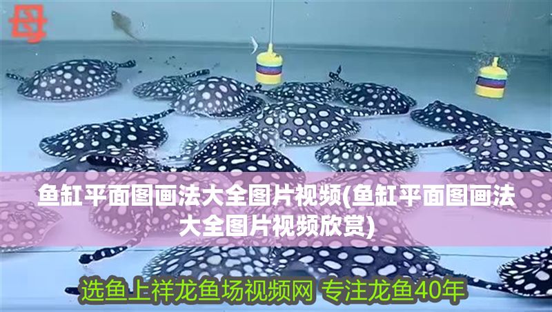 魚缸平面圖畫法大全圖片視頻(魚缸平面圖畫法大全圖片視頻欣賞)