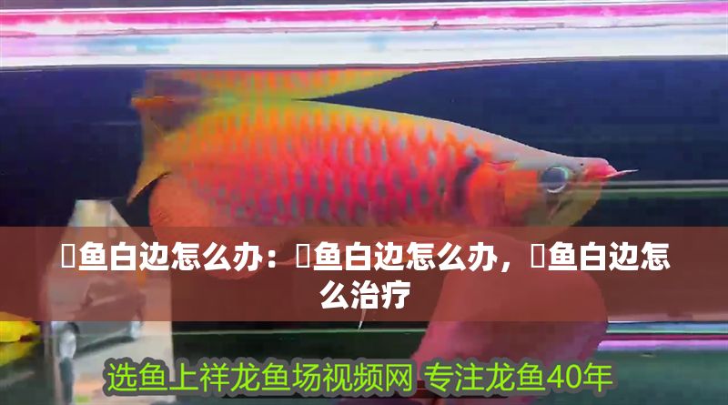魟魚白邊怎么辦：魟魚白邊怎么辦，魟魚白邊怎么治療