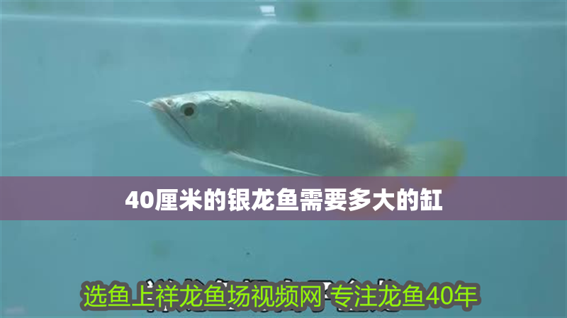 40厘米的銀龍魚需要多大的缸