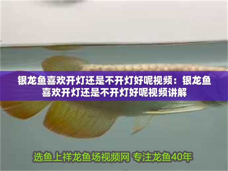 銀龍魚喜歡開燈還是不開燈好呢視頻：銀龍魚喜歡開燈還是不開燈好呢視頻講解