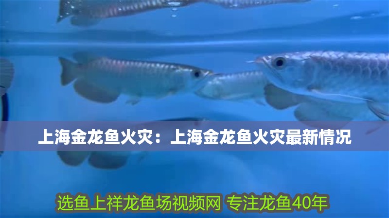 上海金龍魚火災：上海金龍魚火災最新情況