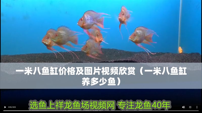 一米八魚缸價格及圖片視頻欣賞（一米八魚缸養多少魚）