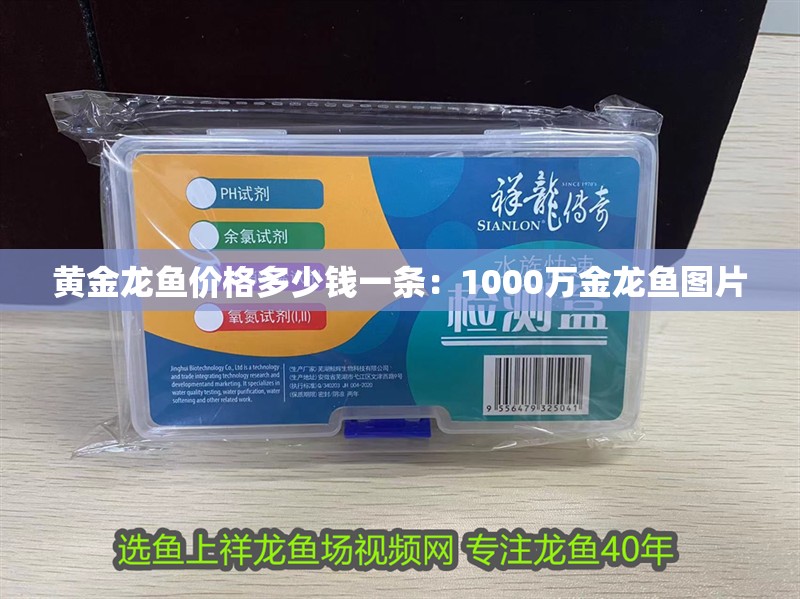 黃金龍魚價格多少錢一條：1000萬金龍魚圖片