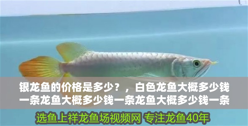 銀龍魚的價格是多少？，白色龍魚大概多少錢一條龍魚大概多少錢一條龍魚大概多少錢一條