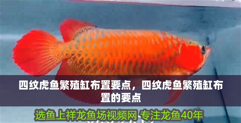 四紋虎魚繁殖缸布置要點，四紋虎魚繁殖缸布置的要點