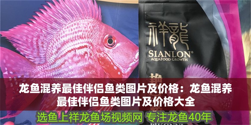 龍魚混養最佳伴侶魚類圖片及價格：龍魚混養最佳伴侶魚類圖片及價格大全