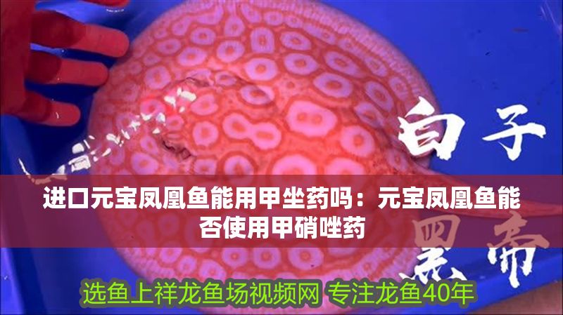進口元寶鳳凰魚能用甲坐藥嗎：元寶鳳凰魚能否使用甲硝唑藥