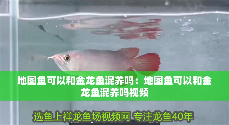地圖魚可以和金龍魚混養(yǎng)嗎：地圖魚可以和金龍魚混養(yǎng)嗎視頻