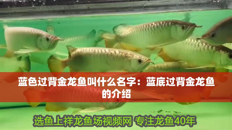 藍色過背金龍魚叫什么名字：藍底過背金龍魚的介紹
