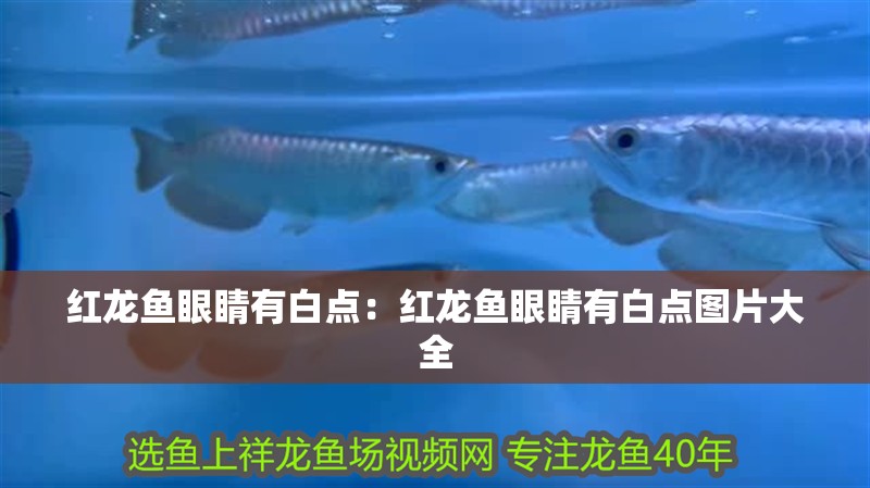 紅龍魚眼睛有白點(diǎn)：紅龍魚眼睛有白點(diǎn)圖片大全