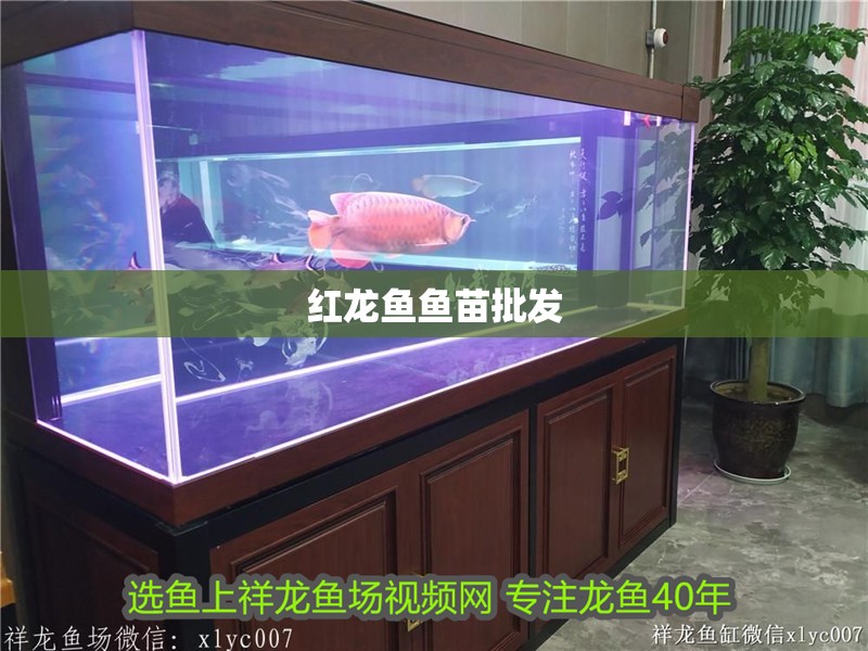 紅龍魚魚苗批發