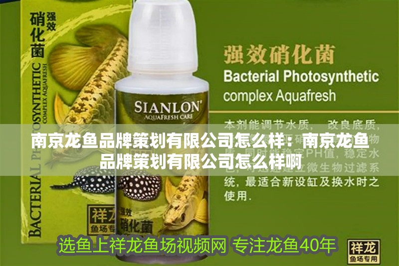 南京龍魚品牌策劃有限公司怎么樣：南京龍魚品牌策劃有限公司怎么樣啊