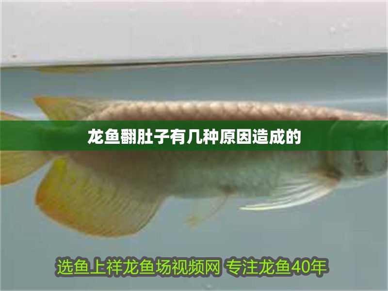龍魚翻肚子有幾種原因造成的