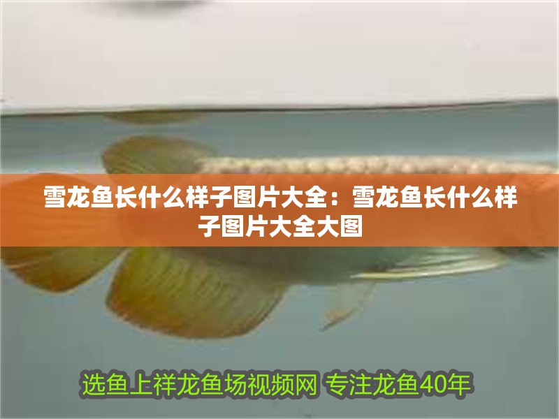 雪龍魚長什么樣子圖片大全：雪龍魚長什么樣子圖片大全大圖