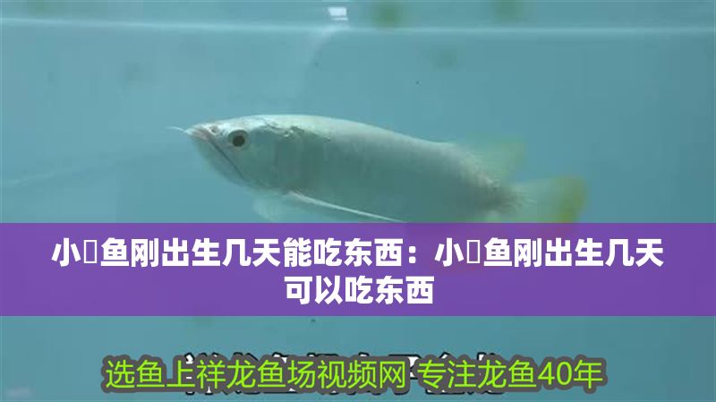 小魟魚剛出生幾天能吃東西：小魟魚剛出生幾天可以吃東西