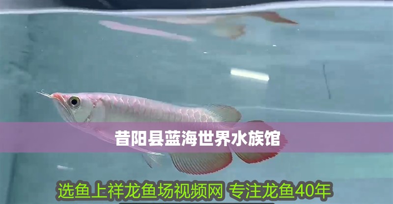 昔陽縣藍海世界水族館