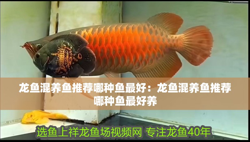 龍魚混養(yǎng)魚推薦哪種魚最好：龍魚混養(yǎng)魚推薦哪種魚最好養(yǎng)