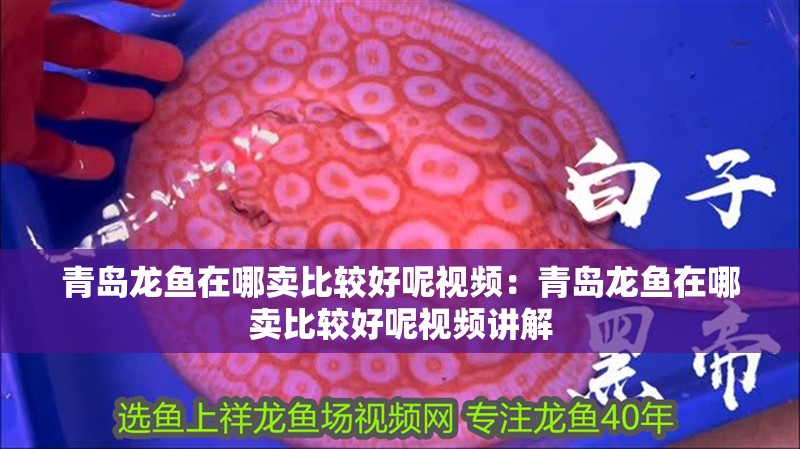 青島龍魚在哪賣比較好呢視頻：青島龍魚在哪賣比較好呢視頻講解