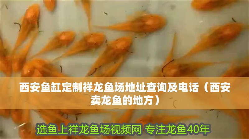 西安魚缸定制祥龍魚場地址查詢及電話（西安賣龍魚的地方）