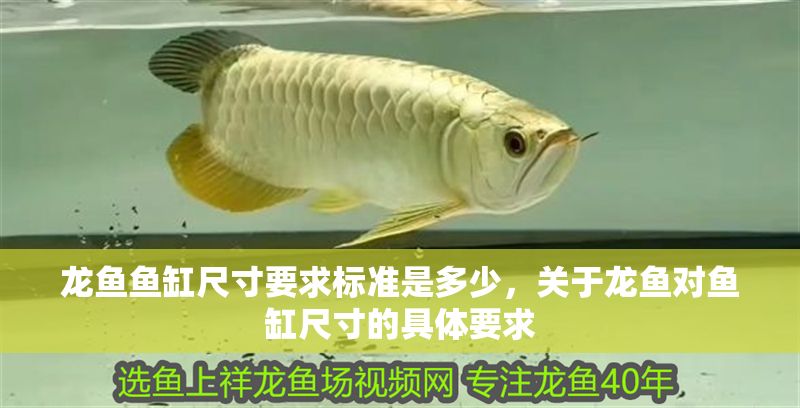 龍魚魚缸尺寸要求標準是多少，關于龍魚對魚缸尺寸的具體要求