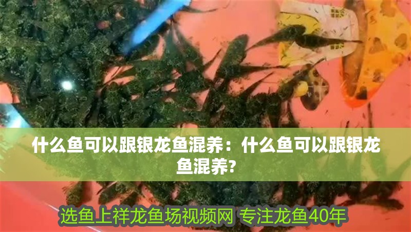 什么魚可以跟銀龍魚混養：什么魚可以跟銀龍魚混養?