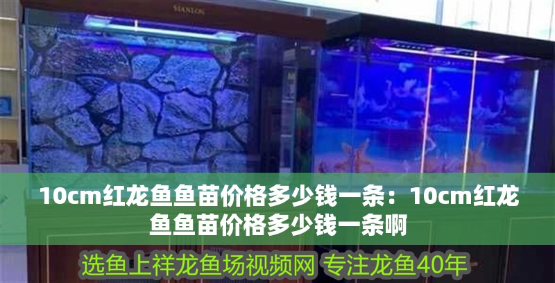 10cm紅龍魚魚苗價格多少錢一條：10cm紅龍魚魚苗價格多少錢一條啊 10cm紅龍魚魚苗價格多少錢一條：10cm紅龍魚魚苗價格多少錢一條啊 水族問答