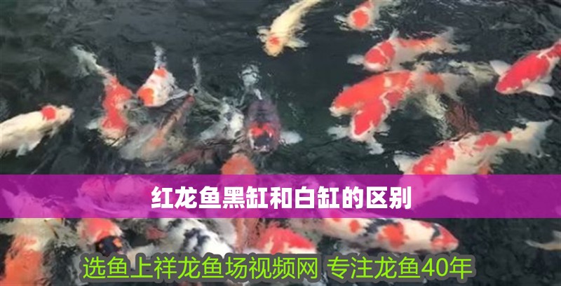 紅龍魚黑缸和白缸的區別