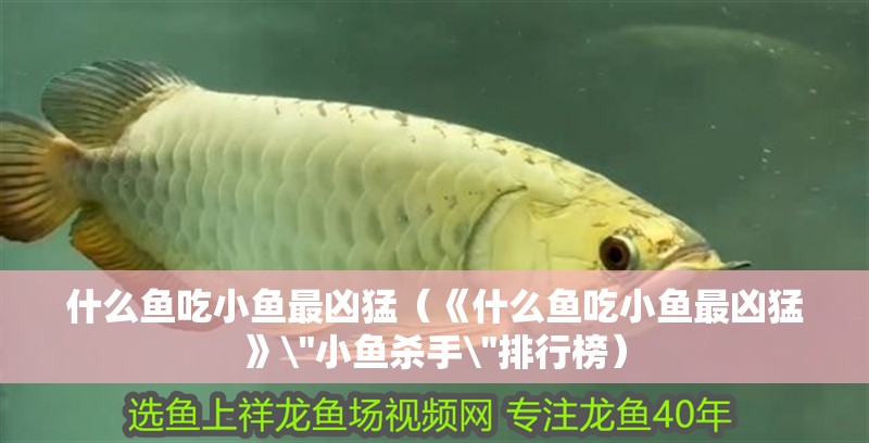 什么魚吃小魚最兇猛（《什么魚吃小魚最兇猛》\