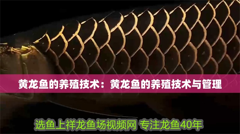 黃龍魚的養殖技術：黃龍魚的養殖技術與管理