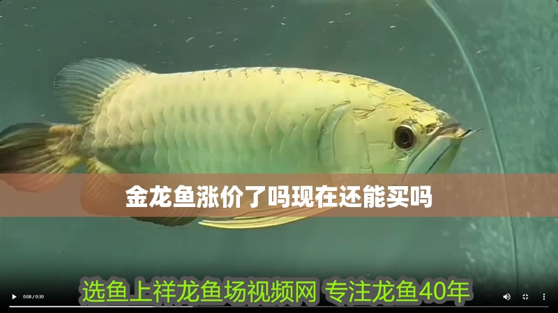 金龍魚漲價了嗎現在還能買嗎