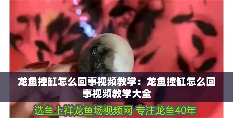 龍魚撞缸怎么回事視頻教學：龍魚撞缸怎么回事視頻教學大全