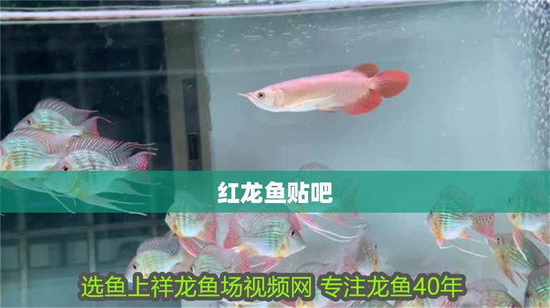 紅龍魚貼吧