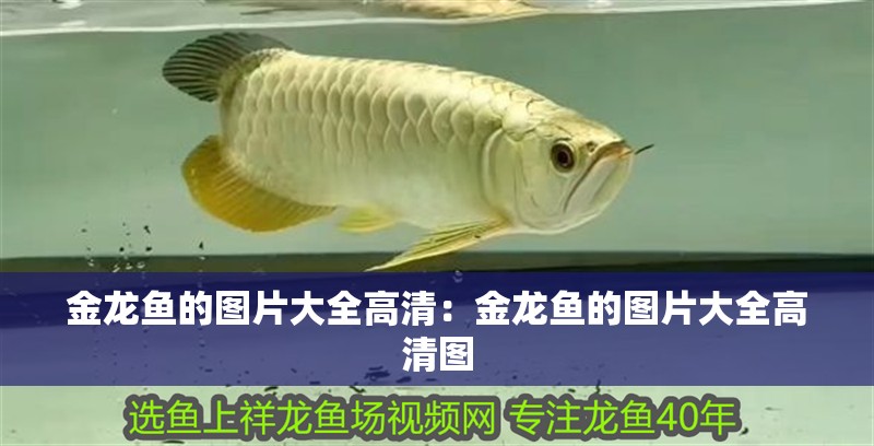 什么紅龍魚(yú)最好看又好養(yǎng)又好看(什么品種的紅龍魚(yú)最好看)