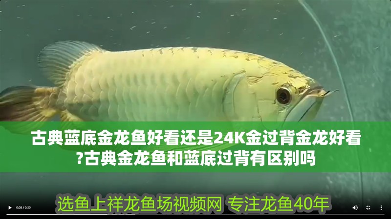 古典藍底金龍魚好看還是24K金過背金龍好看?古典金龍魚和藍底過背有區別嗎