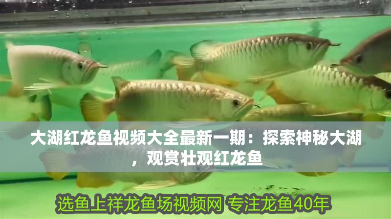 大湖紅龍魚視頻大全最新一期：探索神秘大湖，觀賞壯觀紅龍魚