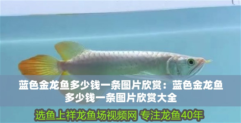 藍(lán)色金龍魚多少錢一條圖片欣賞：藍(lán)色金龍魚多少錢一條圖片欣賞大全