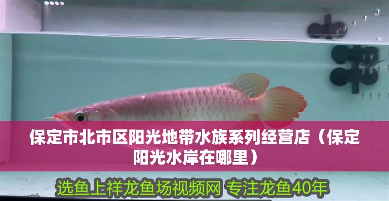 保定市北市區(qū)陽光地帶水族系列經(jīng)營(yíng)店（保定陽光水岸在哪里）