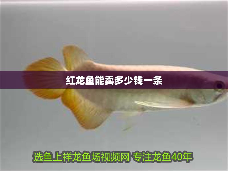 紅龍魚能賣多少錢一條