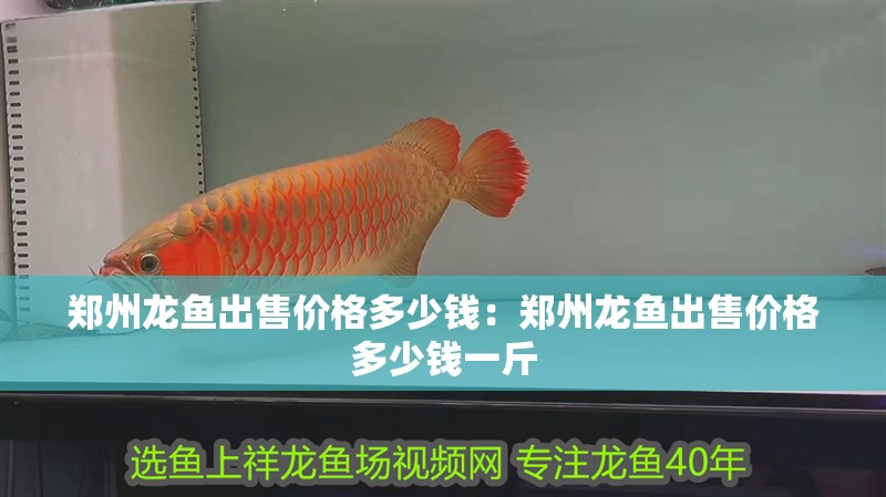 鄭州龍魚出售價格多少錢：鄭州龍魚出售價格多少錢一斤