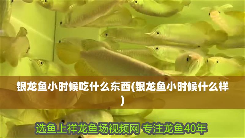 銀龍魚小時候吃什么東西(銀龍魚小時候什么樣)