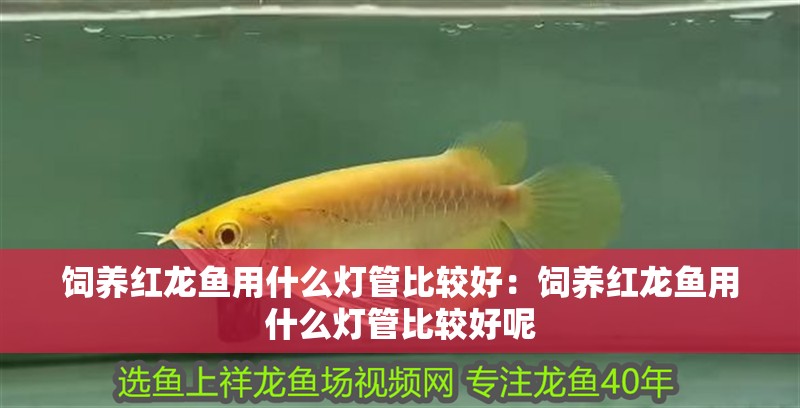 飼養紅龍魚用什么燈管比較好：飼養紅龍魚用什么燈管比較好呢