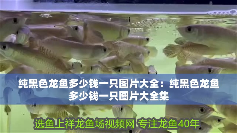 純黑色龍魚(yú)多少錢一只圖片大全：純黑色龍魚(yú)多少錢一只圖片大全集