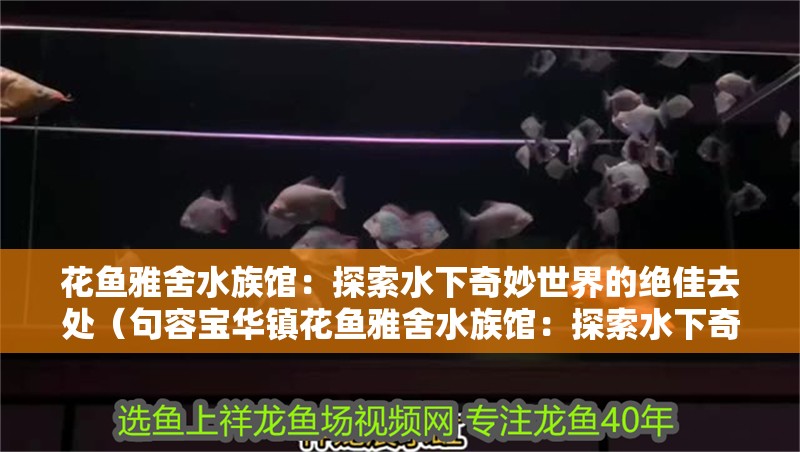 花魚雅舍水族館：探索水下奇妙世界的絕佳去處（句容寶華鎮花魚雅舍水族館：探索水下奇妙世界的絕佳去處）