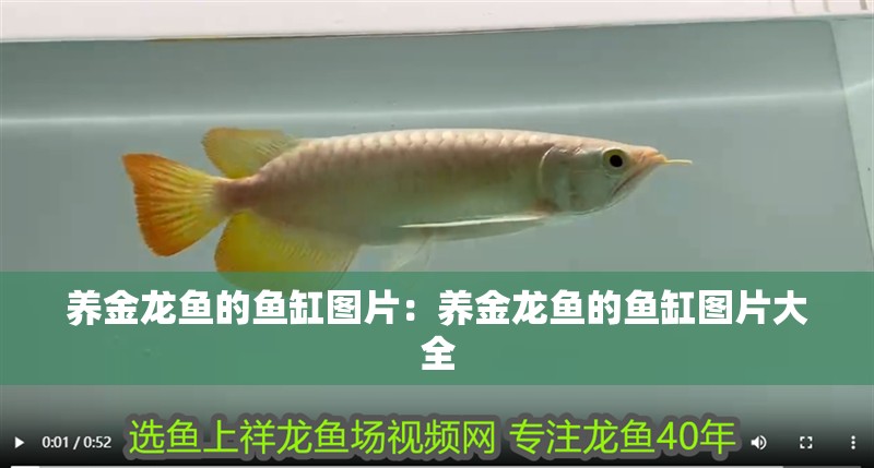 養金龍魚的魚缸圖片：養金龍魚的魚缸圖片大全