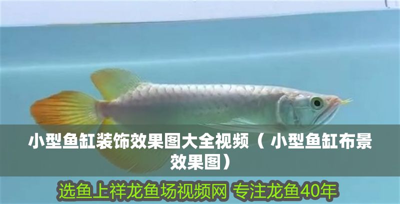 小型魚缸裝飾效果圖大全視頻（ 小型魚缸布景效果圖） 小型魚缸裝飾效果圖大全視頻（ 小型魚缸布景效果圖） 豬鼻龜百科 第1張
