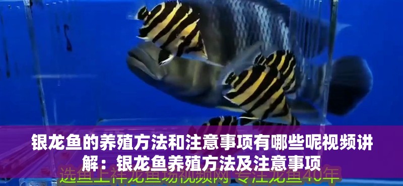 銀龍魚的養殖方法和注意事項有哪些呢視頻講解：銀龍魚養殖方法及注意事項