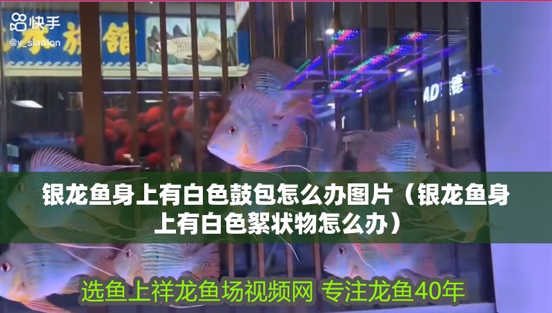 銀龍魚身上有白色鼓包怎么辦圖片（銀龍魚身上有白色絮狀物怎么辦）
