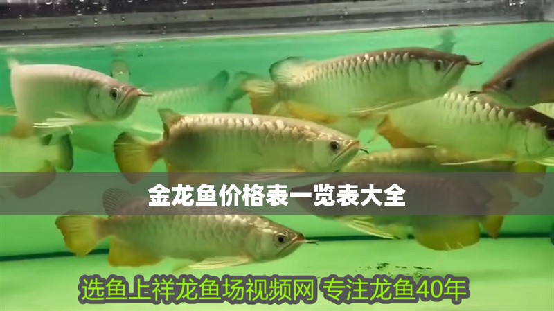 金龍魚價格表一覽表大全