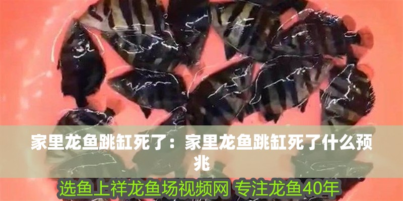 家里龍魚(yú)跳缸死了：家里龍魚(yú)跳缸死了什么預(yù)兆